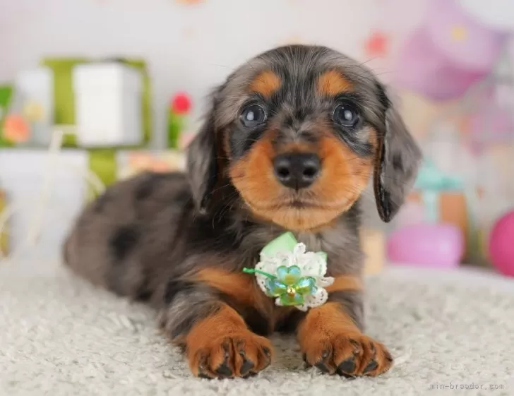 平成レトロ　ヴィンテージ　犬　いぬ　ミニチュア ダックスフント 平成レトロ ヴィンテージ 犬 いぬ ミニチュア ダックスフント