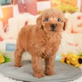 トイプードル(トイ)【東京都・男の子・2025年1月28日・レッド】の写真3「お車ですと最寄りの初台南インターから約4分とアクセス良好🚙」