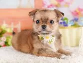 チワワ(ロング)【東京都・男の子・2025年4月5日・フォーン】の写真4「複数頭見学できます🐶🐾運命の子と出会えますように…🌟」
