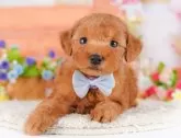 トイプードル(トイ)【東京都・男の子・2025年3月22日・レッド】の写真3「複数頭見学できます🐶🐾運命の子と出会えますように…🌟」