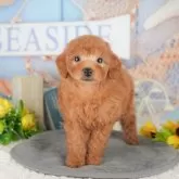 トイプードル(トイ)【東京都・女の子・2025年6月23日・レッド】の写真5「複数頭見学できます🐶🐾運命の子と出会えますように…🌟」