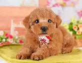 トイプードル(トイ)【東京都・男の子・2025年4月5日・レッド】の写真4「複数頭見学できます🐶🐾運命の子と出会えますように…🌟」