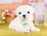 マルチーズ【東京都・女の子・2025年4月3日・ホワイト】の写真4「複数頭見学できます🐶🐾運命の子と出会えますように…🌟」