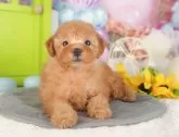 トイプードル(トイ)【東京都・女の子・2025年6月15日・レッド】の写真5「複数頭見学できます🐶🐾運命の子と出会えますように…🌟」