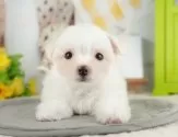 マルチーズ【東京都・男の子・2025年7月17日・ホワイト】の写真5「複数頭見学できます🐶🐾運命の子と出会えますように…🌟」