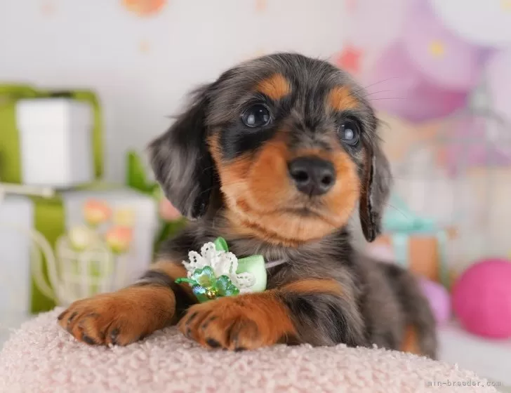 平成レトロ　ヴィンテージ　犬　いぬ　ミニチュア ダックスフント 平成レトロ ヴィンテージ 犬 いぬ ミニチュア ダックスフント