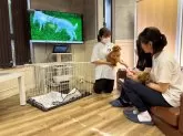 マルチーズ【東京都・男の子・2025年7月17日・ホワイト】の写真8「ワンちゃんご成約の場合には見学時とお迎え時、どちらも駐車場代を全額負担✨」