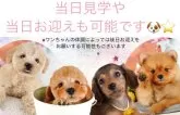 トイプードル(トイ)【東京都・女の子・2025年6月8日・アプリコット】の写真8「当日にお迎えできる子もいます😊」