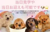 トイプードル(トイ)【東京都・女の子・2025年1月28日・レッド】の写真7「毎日パピーランにてきょうだい以外のワンちゃんとも遊ぶことで、社会化トレーニングを行っています🐶」