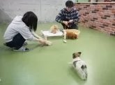 チワワ(ロング)【東京都・男の子・2024年11月5日・ブラック&タン】の写真8「毎日パピーランにてきょうだい以外のワンちゃんとも遊ぶことで、社会化トレーニングを行っています🐶」