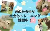 トイプードル(トイ)【東京都・男の子・2025年3月29日・レッド】の写真8「毎日パピーランにてきょうだい以外のワンちゃんとも遊ぶことで、社会化トレーニングを行っています🐶」