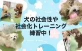 チワックス(チワワ×ダックスフンド)【東京都・女の子・2025年6月9日・ブラック&タン】の写真9「毎日パピーランにてきょうだい以外のワンちゃんとも遊ぶことで、社会化トレーニングを行っています🐶」