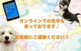 トイプードル(トイ)【東京都・女の子・2024年11月8日・レッド】の写真6「オンライン見学も承っております♪お気軽にお問い合わせください！」