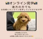 マルチーズ【東京都・男の子・2025年7月17日・ホワイト】の写真11「🛬遠方の方はオンライン見学もOK🚅お持ちのケータイで簡単に今のワンちゃんの様子を見られます💖」