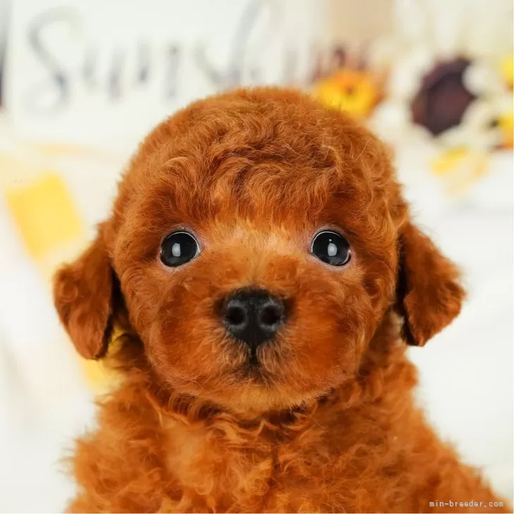 ルイ 様のお迎えした子犬