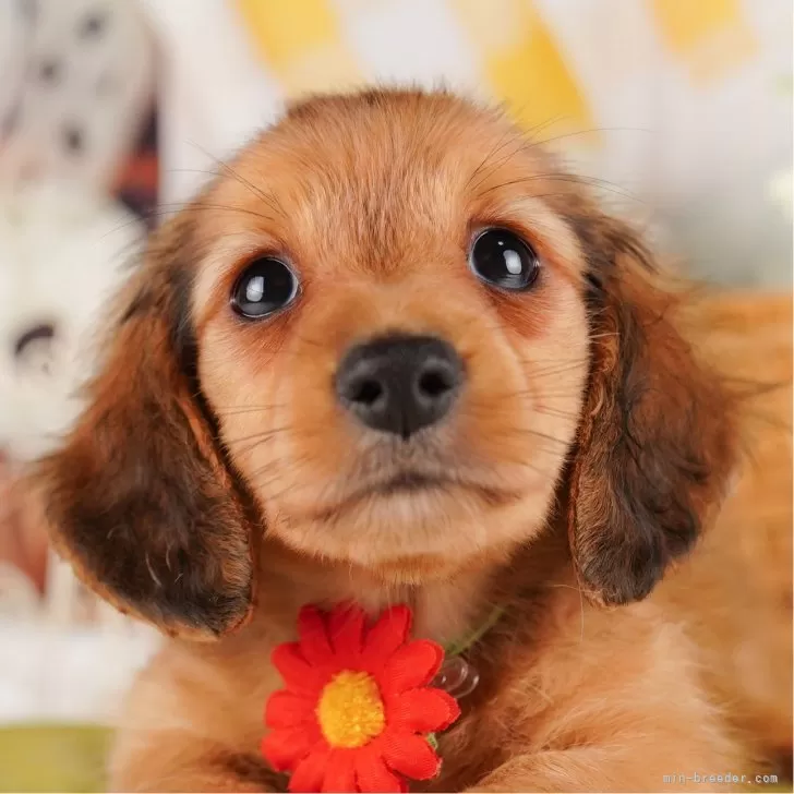 ID：2407-08099の子犬