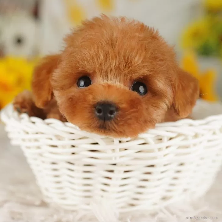 M.H 様のお迎えした子犬