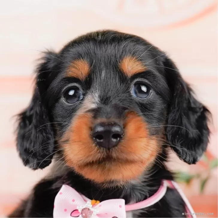 ID:2402-06791の子犬