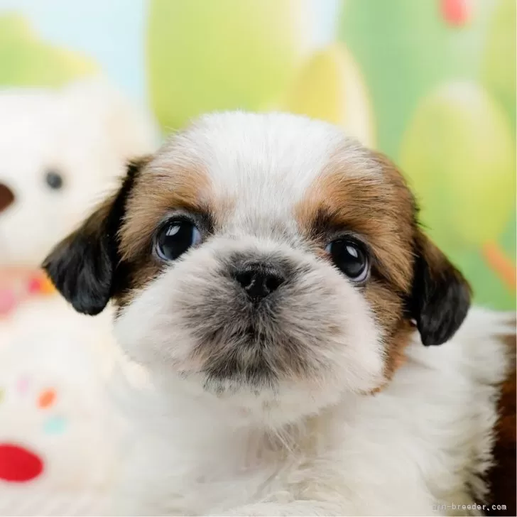 ID:2402-06783の子犬