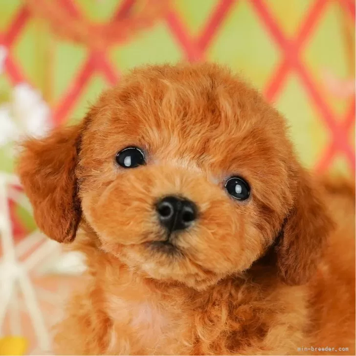 A 様のお迎えした子犬