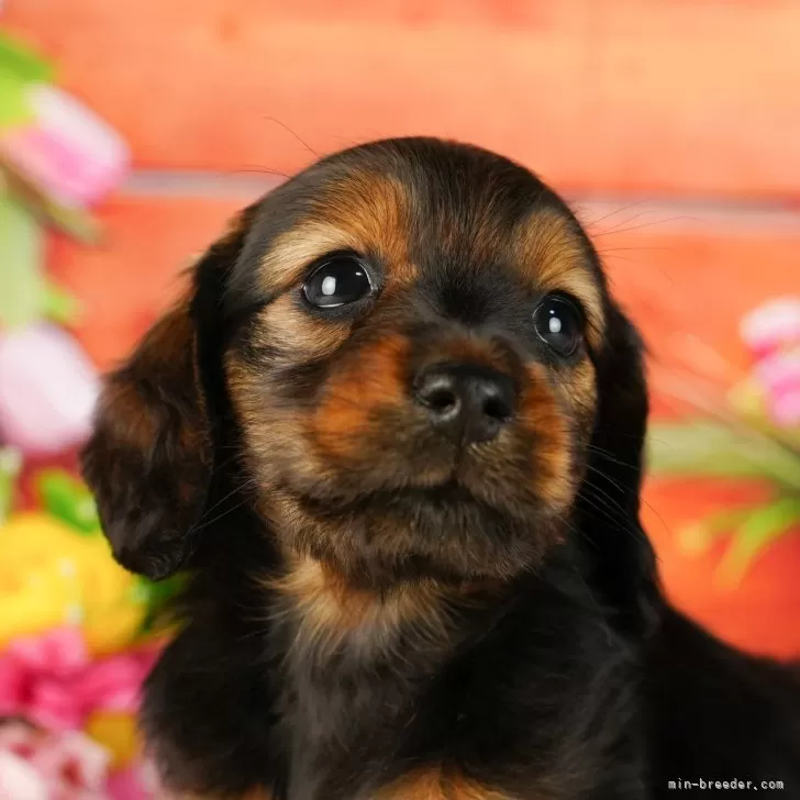 ID：2408-01916の子犬