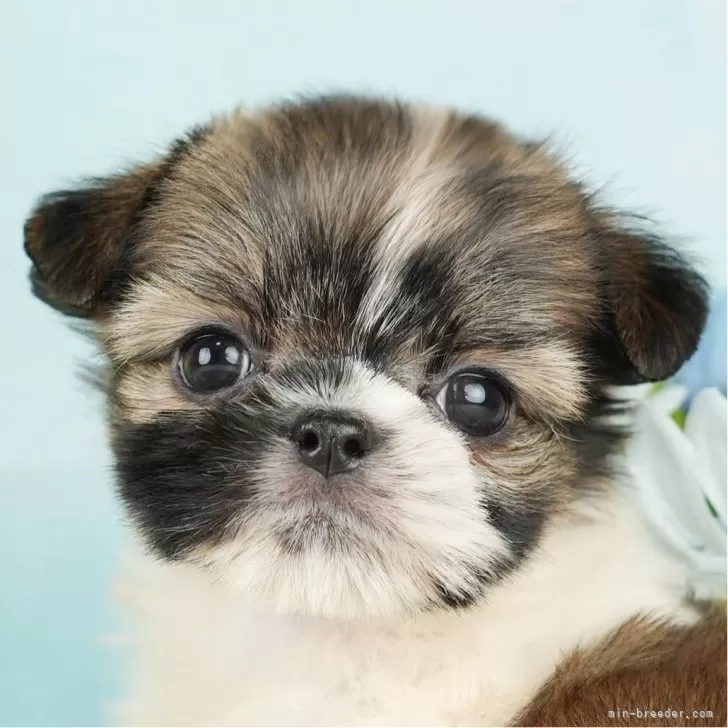 ID:2312-05469の子犬