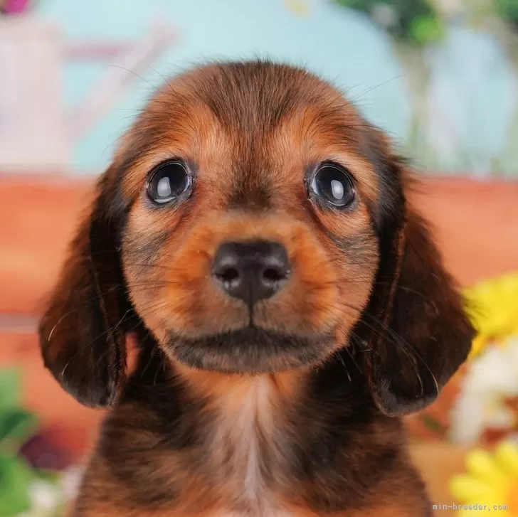 やちさだ 様のお迎えした子犬