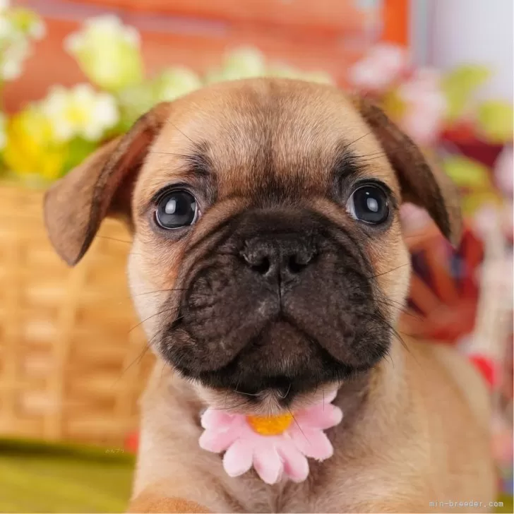 ID:2409-00973の子犬