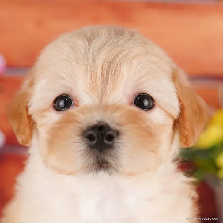 ID：2402-01532の子犬