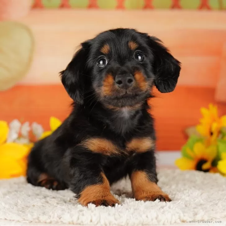 S.S 様のお迎えした子犬