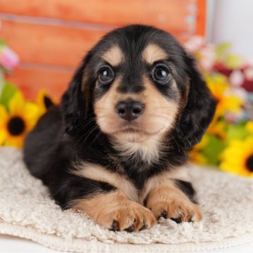カニンヘンダックスフンド(ロング)【東京都・男の子・2024年4月12日・ブラックイエロー】の写真「総額表示！ふれあい大好き✨明るい性格です🐶💕」