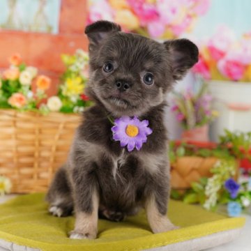 チワワ(ロング)【東京都・女の子・2024年8月9日・ブルータン】の写真「【総額表示】他のワンちゃん大好き！人も大好き💕」