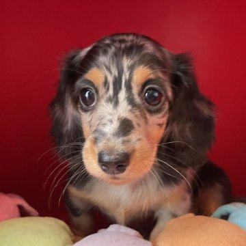 ミニチュアダックスフンドのブルー・グレー系の子犬を探す