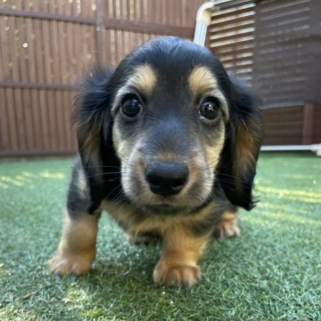 ミニチュアダックスフンド(ロング)【熊本県・男の子・2025年5月31日・ブラックイエロー】の写真「オンライン見学可！諸経費諸々込みのお値段です！」