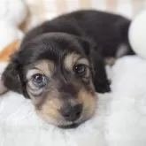 ミニチュアダックスフンド(ロング)【熊本県・男の子・2024年12月4日・ブラック&イエロー】の写真1「体重約1200g スクスク成長中です💕」