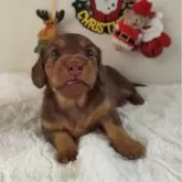 ミニチュアダックスフンド(ロング)【熊本県・女の子・2025年11月25日・チョコレート&タン】の写真2「特典もご用意！ワクチン、おもちゃ、フード1kg！」