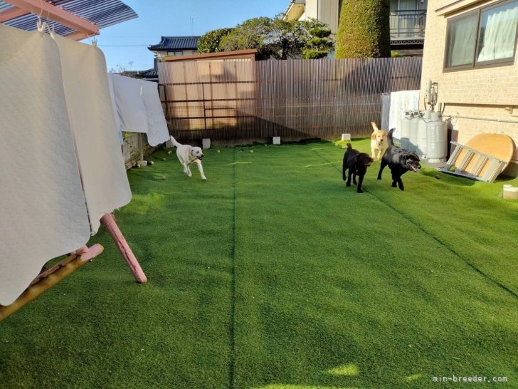 半崎　幸枝(はんざき　ゆきえ)ブリーダー(長野県・ラブラドールレトリバーなど・JKC登録)の紹介写真3