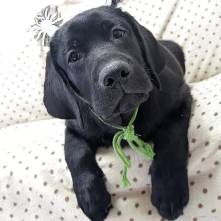 ラブラドールレトリバー【長野県・男の子・2025年7月7日・ブラック】の写真1「お産箱だって乗り越えてきちゃうょ」