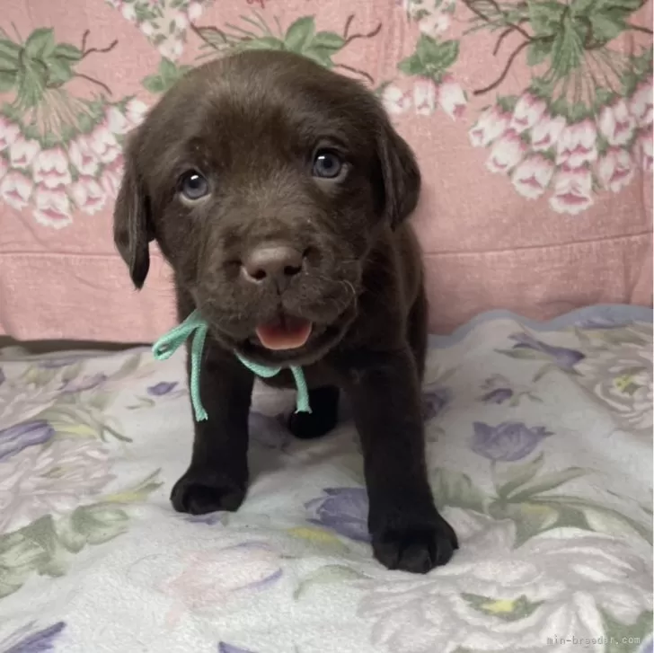 ID:2412-05721の子犬