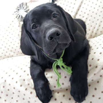 ラブラドールレトリバー【長野県・男の子・2025年7月7日・ブラック】の写真「トイレトレーニングほぼ完了しています」