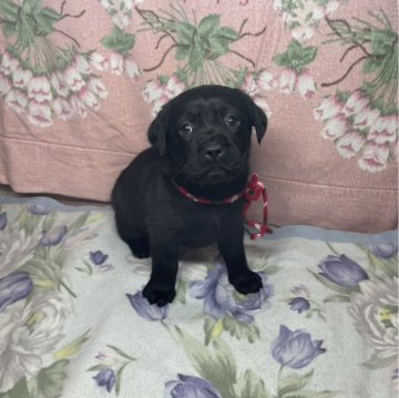 ラブラドールレトリバー【長野県・女の子・2024年11月14日・ブラック】の写真「第10子ブラック女の子クリスマスちゃん」