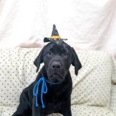 ラブラドールレトリバー