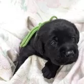 ラブラドールレトリバー【長野県・男の子・2025年7月7日・ブラック】の写真3「かわいいでしょぉ〜」