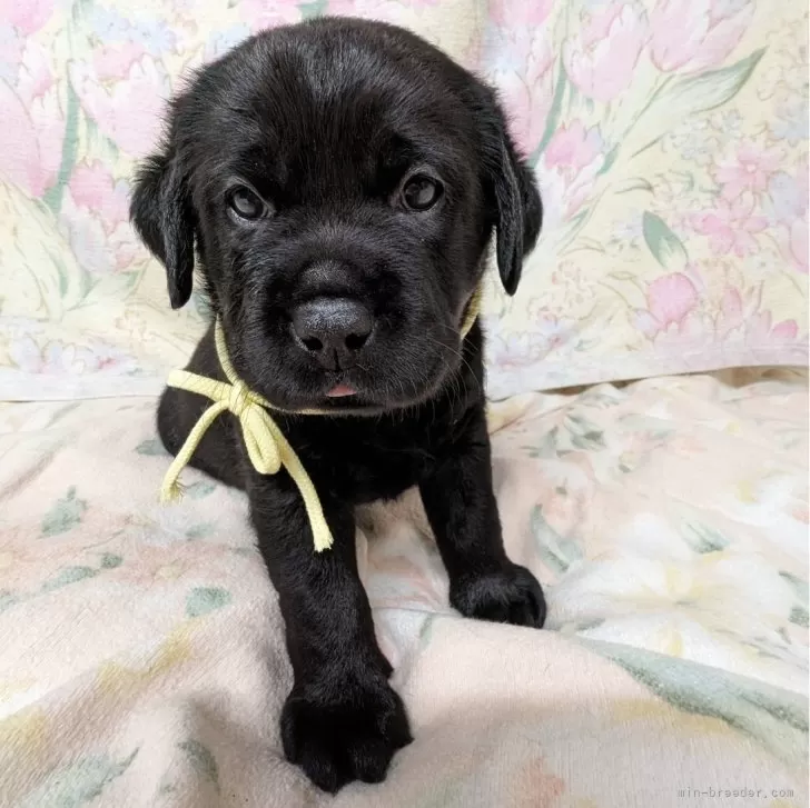 ID：2406-02867の子犬