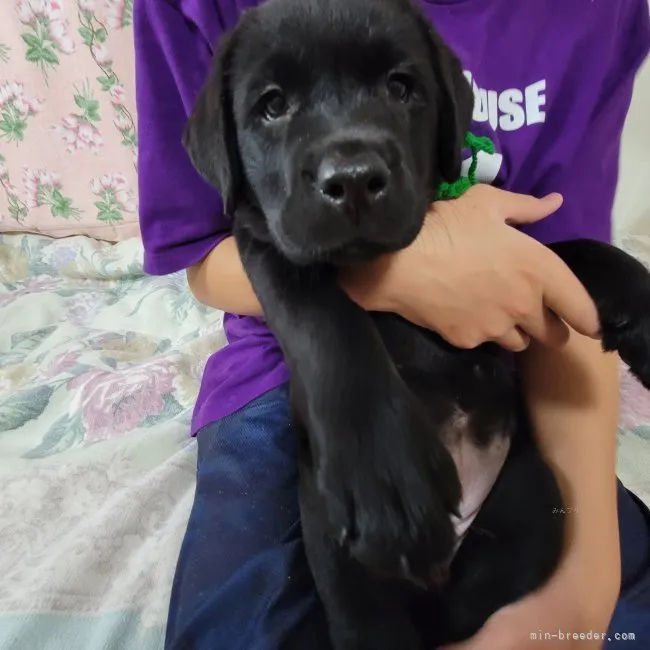 ID：2308-03034の子犬