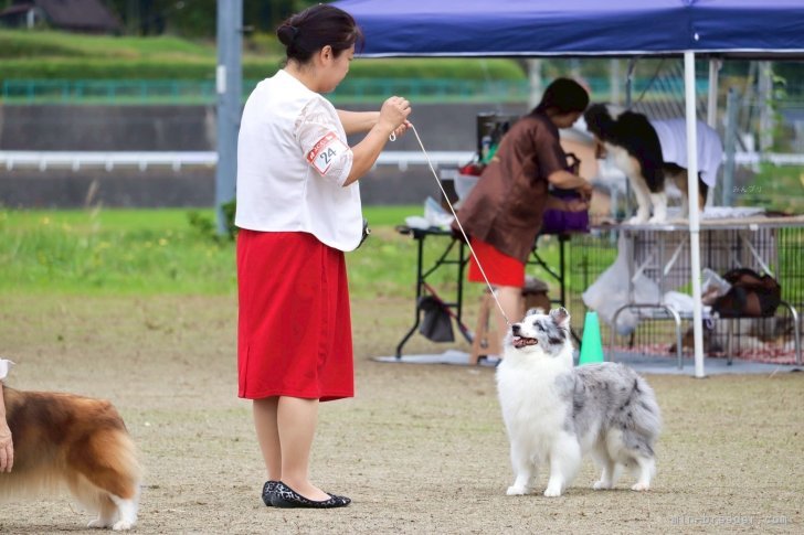 谷口　朋子(たにぐち　ともこ)ブリーダー(徳島県・シェットランドシープドッグ・JKC登録)の紹介写真2