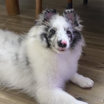 シェットランドシープドッグ【徳島県・男の子・2025年3月8日・バイブルー】の写真「バイブルーの男の子🩵甘えん坊で可愛い性格💕」