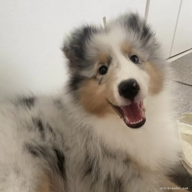 ID:2408-01379の子犬