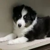 シェットランドシープドッグ【徳島県・男の子・2023年5月14日・トライカラー】の写真1「6／28撮影」