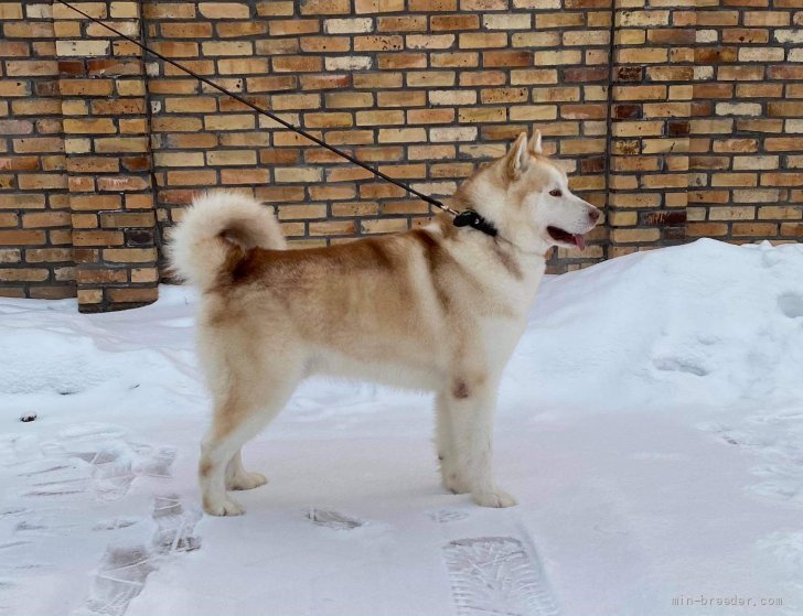 アラスカンマラミュート  ロシア輸入犬 当方マラミュート看板犬｜片岡　英美(かたおか　えみ)ブリーダー(北海道・シベリアンハスキーなど・JKC登録)の紹介写真1